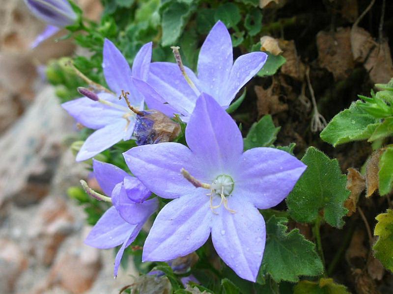 Campanula isophylla / Campanula di Capo Noli